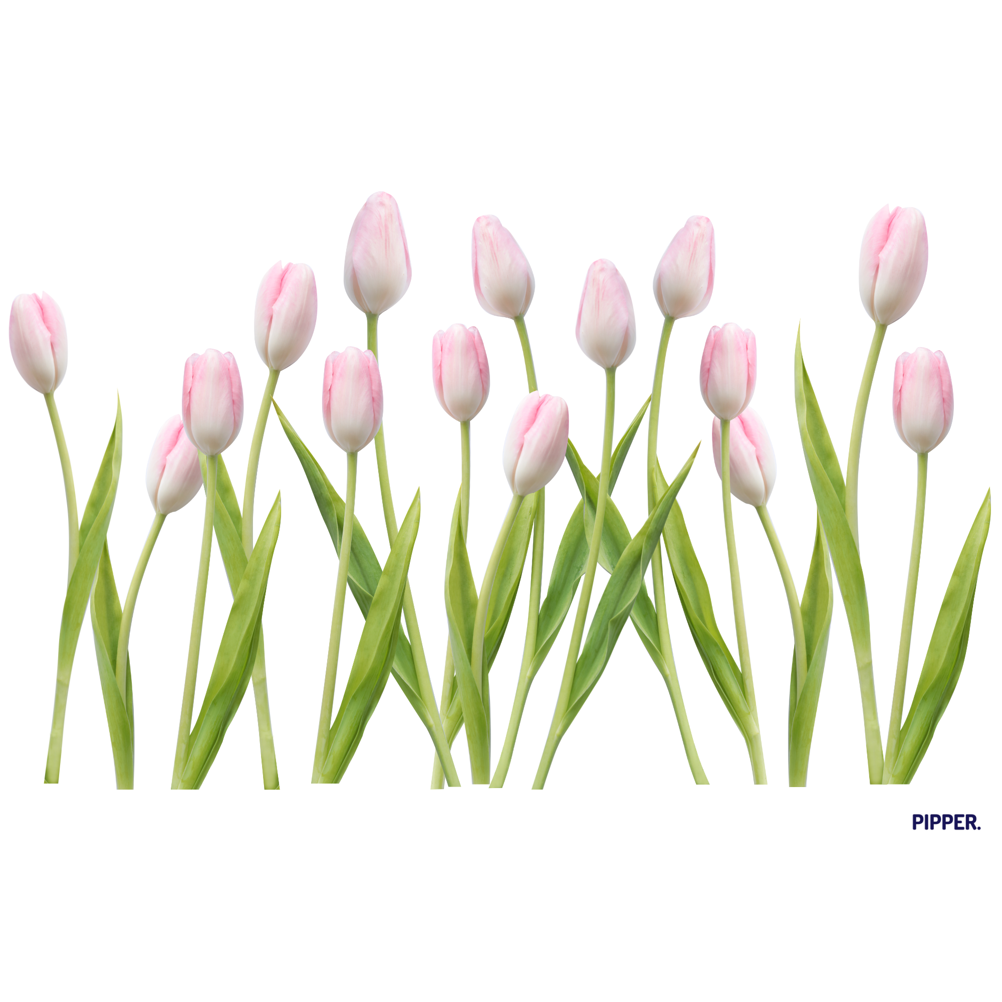Textil falmatrica Tulipánok 2